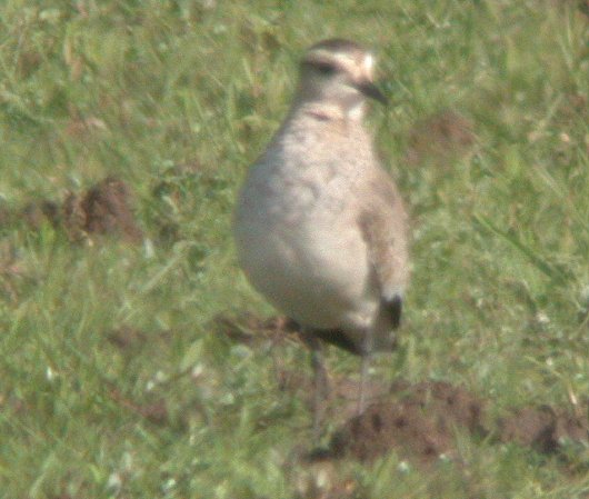 Sociable Lapwingrare04.jpg