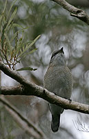 Reunion Cuckooshrikerare02.jpg