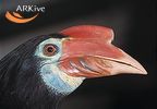 Rufous-headed Hornbillrare02.jpg