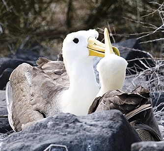 Waved Albatross(rare)14.jpg