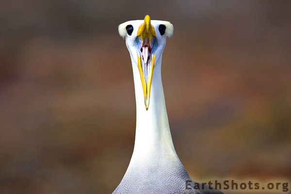 Waved Albatross(rare)12.jpg
