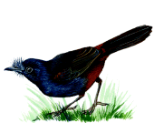 s Bristlefrontrare01.gif