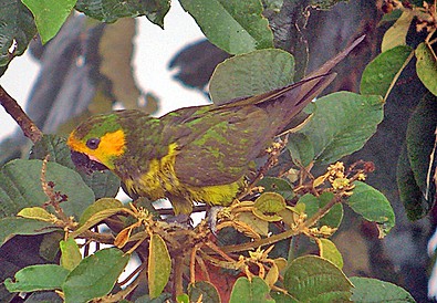Yellow-eared Parrotrare05.jpg