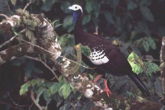 Trinidad Piping-guan(rare)03.jpg