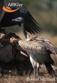 Slender-billed Vulturerare05.jpg