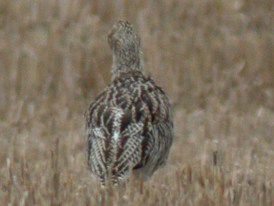 Slender-billed Curlewrare03.jpg