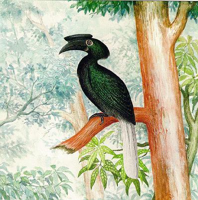 Sulu Hornbillrare01.jpg