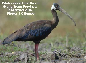White-shouldered Ibis(rare)02.jpg