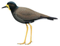 Vanellus macropterusrare01.jpg