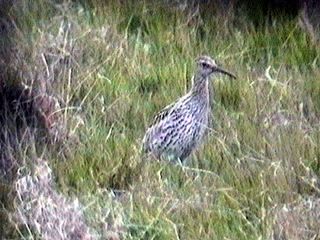 Slender-billed Curlewrare10.jpg