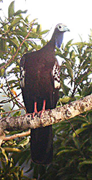 Trinidad Piping-guan(rare)04.jpg