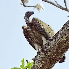 Slender-billed Vulturerare04.jpg