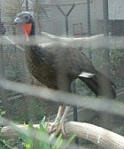 White-winged Guan(rare)03.jpg