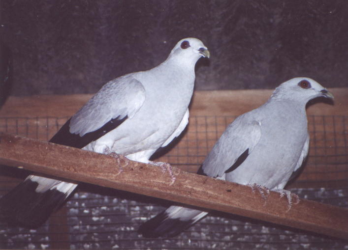 Silvery Wood-pigeonrare01.jpg