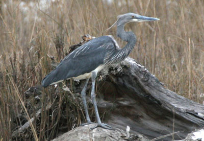 White-bellied Heron(rare)01.jpg
