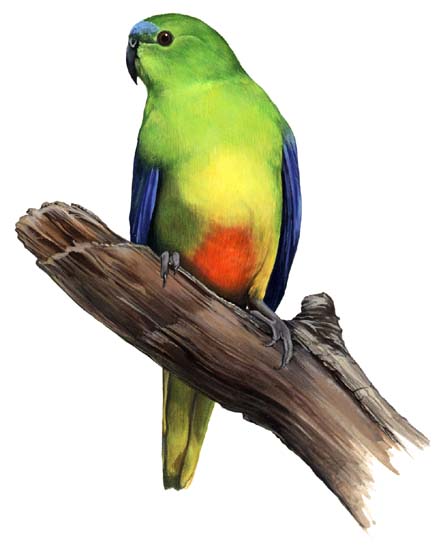 Orange-bellied Parrotrare01.jpg
