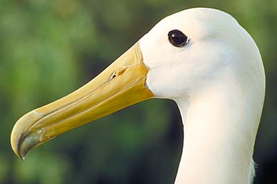 Waved Albatross(rare)07.jpg