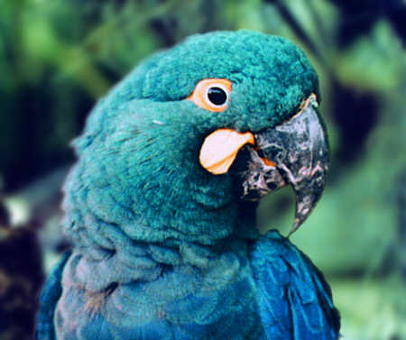 s Macaw01.jpg