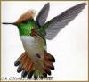 Short-crested Coquetterare01.jpg