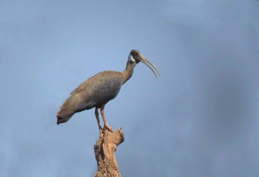 White-shouldered Ibis(rare)01.gif