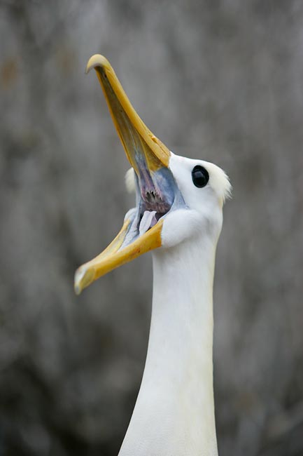 Waved Albatross(rare)01.jpg