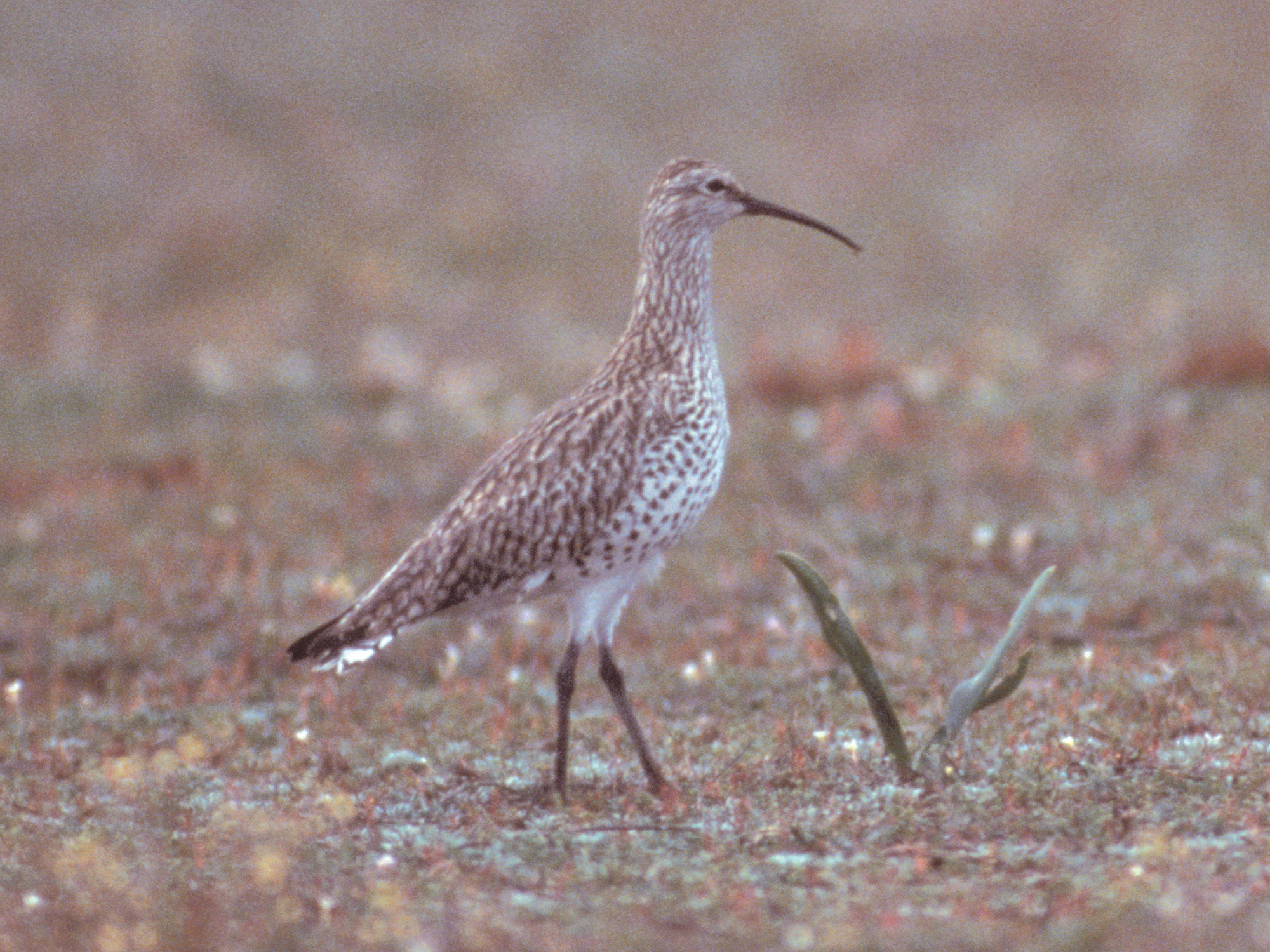 Slender-billed Curlewrare01.jpg