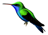 Sapphire-bellied Hummingbirdrare01.gif