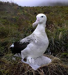 Tristan Albatross(rare)04.jpg