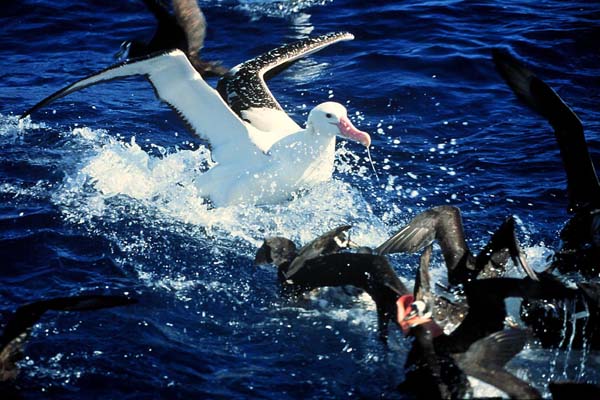 Tristan Albatross(rare)02.jpg