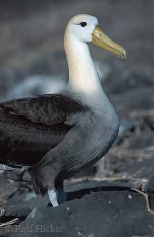 Waved Albatross(rare)03.jpg