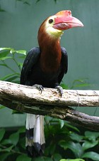 Rufous-headed Hornbillrare(IL)01.jpg