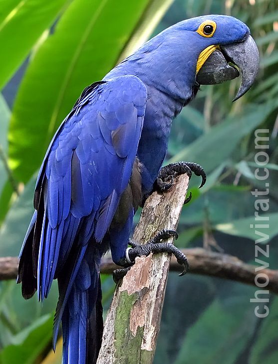 s Macawrare06.jpg