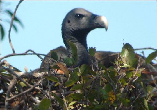 Slender-billed Vulturerare02.jpg