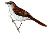 Socorro Mockingbirdrare03.gif