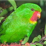Red-throated Lorikeetrare01.jpg