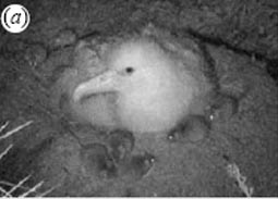 Tristan Albatross(rare)05.jpg