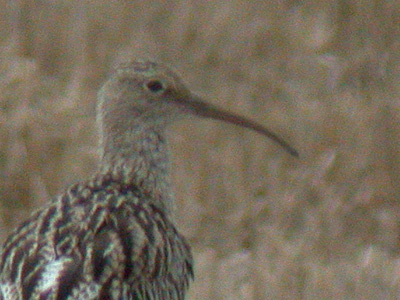 Slender-billed Curlewrare07.jpg
