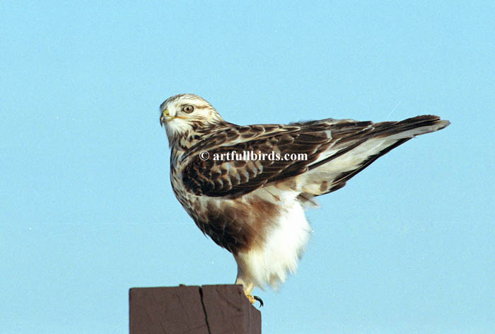 Rough-legged Hawk01.jpg