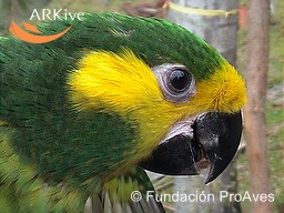 Yellow-eared Parrotrare04.jpg