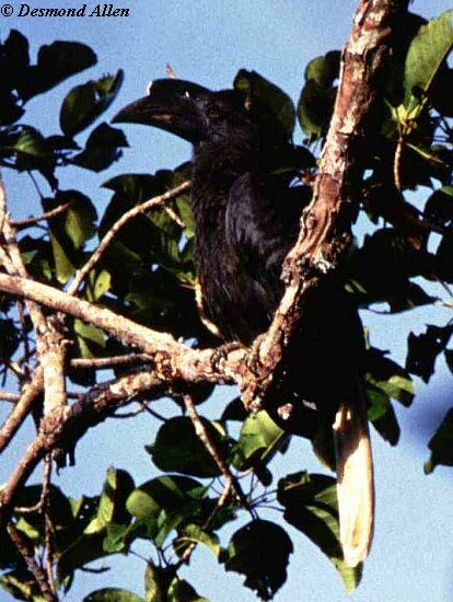 Sulu Hornbillrare02.jpg