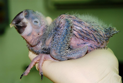 s Macawrare02.jpg