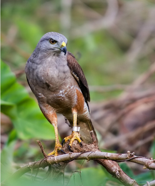 s Hawkrare05.jpg
