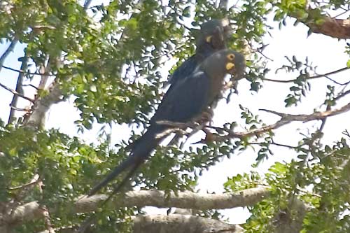 s Macaw02.jpg