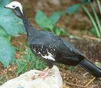 Trinidad Piping-guan(rare)01.jpg