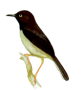 Taita Apalisrare01.gif
