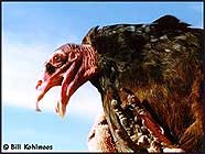 Red-headed Vulturerare03.jpg