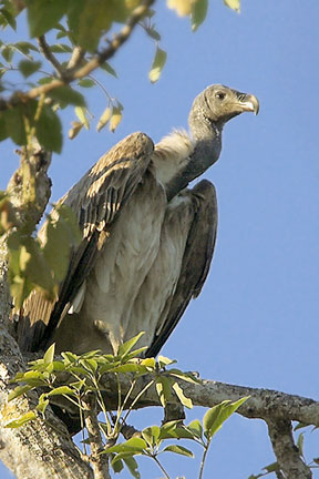Slender-billed Vulturerare03.jpg