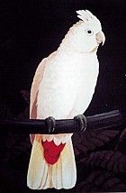 BT