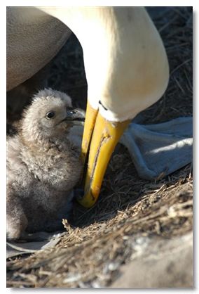 Waved Albatross(rare)10.jpg