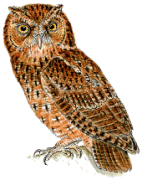 Siau Scops-owlrare01.gif